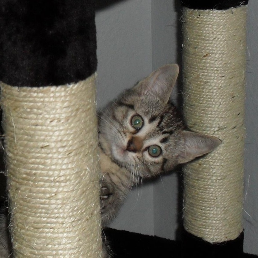 Meet your Posher, Lisa